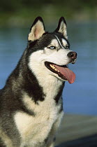 Siberian Husky (Canis familiaris) panting adult with blue eyes