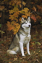 Siberian Husky (Canis familiaris) portrait of an adult sitting under fall colored leaves