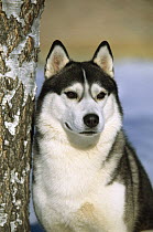 Siberian Husky (Canis familiaris) close-up adult portrait