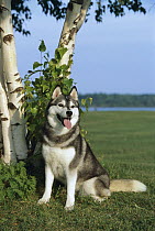 Siberian Husky (Canis familiaris) adult portrait sitting on lawn under birch trees