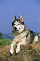 Siberian Husky (Canis familiaris) portrait of an adult with one blue eye and one brown eye (Heterochromia) resting on a rock