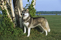 Siberian Husky (Canis familiaris) adult portrait standing on lawn under birch trees