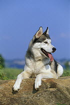Siberian Husky (Canis familiaris) portrait of an adult resting on a rock