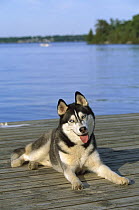 Siberian Husky (Canis familiaris) adult resting on a dock
