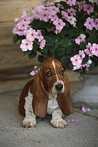 Basset Hound (Canis familiaris) puppy sitting next to and urn filled with impatiens flowers