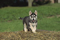 Siberian Husky (Canis familiaris) puppy running