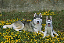 Siberian Husky (Canis familiaris) adult and puppy laying among yellow flowers together
