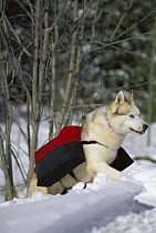 Siberian Husky (Canis familiaris) adult hiking through the snow wearing a backpack