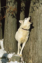 Siberian Husky (Canis familiaris) adult howling