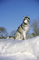 Siberian Husky (Canis familiaris) large adult sitting in the snow