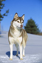 Siberian Husky (Canis familiaris) adult standing in the snow