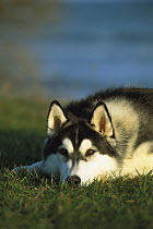 Siberian Husky (Canis familiaris) adult resting