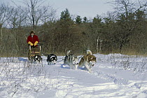Siberian Husky (Canis familiaris) four adults pulling musher on dogsled