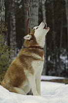 Siberian Husky (Canis familiaris) adult howling