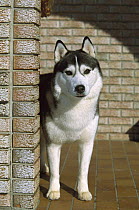 Siberian Husky (Canis familiaris) adult standing in tiled entryway