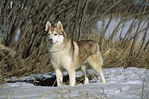 Siberian Husky (Canis familiaris) adult standing alert in snow
