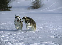 Siberian Husky (Canis familiaris) two adults running through the snow, play-fighting