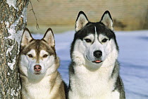 Siberian Husky (Canis familiaris) two adults of different colors sitting together