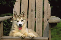 Siberian Husky (Canis familiaris) puppy resting in a chair