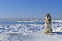 Siberian Husky (Canis familiaris) adult sitting on snowy shore with lighthouse in the background