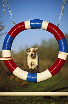 Jack Russell or Parson Terrier (Canis familiaris) adult jumping through agility tire