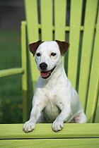 Jack Russell or Parson Terrier (Canis familiaris) adult resting in chair