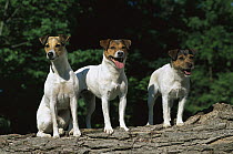 Jack Russell or Parson Terriers (Canis familiaris) three adults