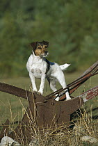 Jack Russell or Parson Terrier (Canis familiaris) adult standing on farm equipment