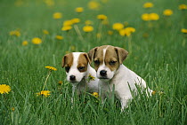Jack Russell or Parson Terriers (Canis familiaris) two puppies in grass among dandelions