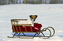 Jack Russell or Parson Terrier (Canis familiaris) adult sitting in a sled in the snow