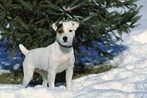 Jack Russell or Parson Terrier (Canis familiaris) alert adult standing in snow