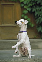 Jack Russell or Parson Terrier (Canis familiaris) adult sitting upright