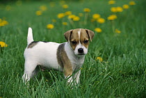 Jack Russell or Parson Terriers (Canis familiaris) puppy standing on grass among Dandelions