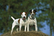 Jack Russell or Parson Terrier (Canis familiaris) two adults standing together