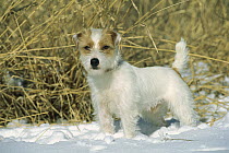 Jack Russell or Parson Terrier (Canis familiaris) adult standing alert in snow