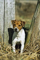 Jack Russell or Parson Terrier (Canis familiaris) adult standing alert at fence