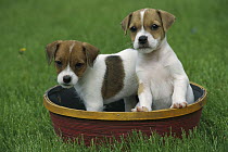 Jack Russell or Parson Terrier (Canis familiaris) two puppies in a basket together