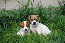 Jack Russell or Parson Terrier (Canis familiaris) two puppies together