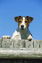 Jack Russell or Parson Terrier (Canis familiaris) adult peering over a fence