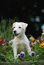 Jack Russell or Parson Terrier (Canis familiaris) adult sitting in pansies