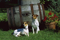 Jack Russell or Parson Terrier (Canis familiaris) two adults sitting together