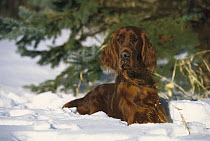 Irish Setter (Canis familiaris) laying in snow