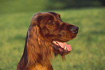 Irish Setter (Canis familiaris) portrait