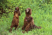 Irish Setter (Canis familiaris) trio