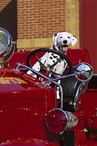 Dalmatian (Canis familiaris) on antique fire truck