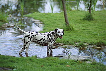 Dalmatian (Canis familiaris) playing in stream, keeping cool