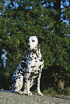 Dalmatian (Canis familiaris) sitting