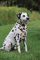 Dalmatian (Canis familiaris) portrait