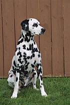 Dalmatian (Canis familiaris) portrait