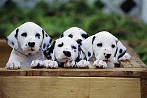 Dalmatians (Canis familiaris) group of puppies looking out of whelping box